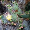 Opuntia_fosseliniana